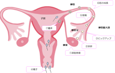 妊娠成立までの流れ