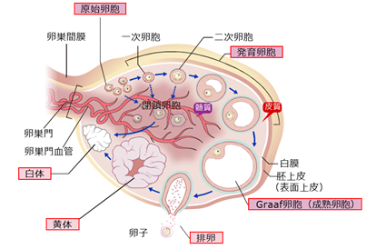 卵胞の発育