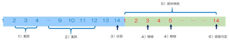 自然周期での胚移植の流れ