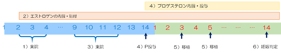 ホルモン補充周期での胚移植の流れ