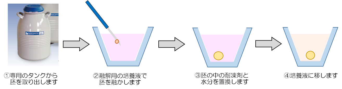 胚融解の方法