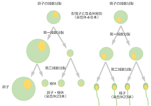 減数分裂について