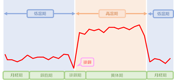 排卵の時期