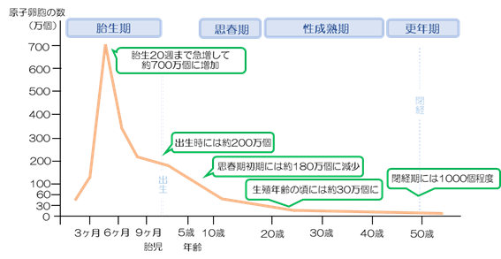 卵胞の数