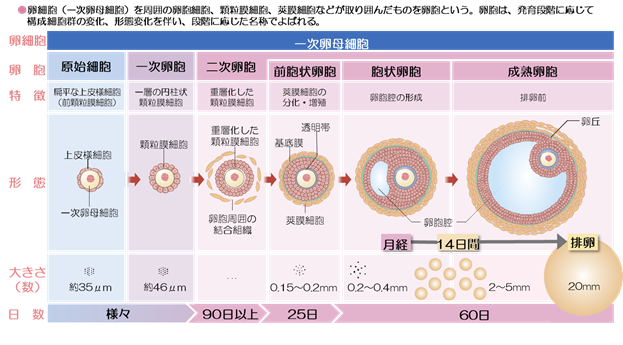 卵胞の発育の流れ