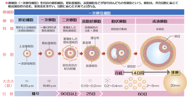 卵胞 の 育ち が 早い 理由