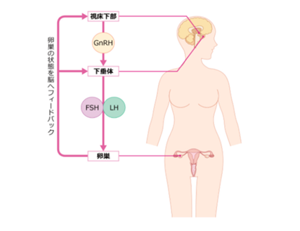 排卵の仕組み1