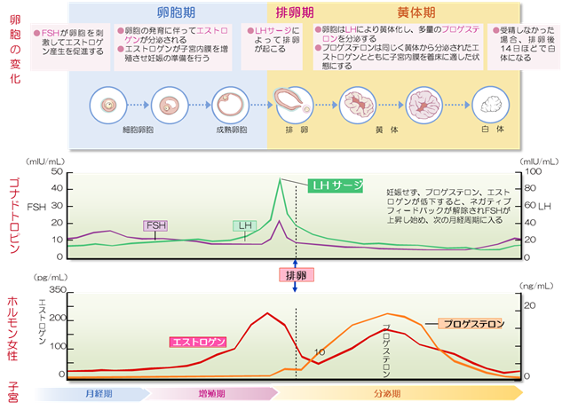 排卵の仕組み2