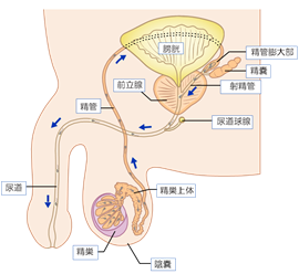 精子が作られてから射精するまでの流れ