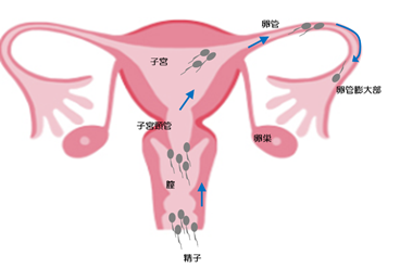 二次元　受精　妊娠 