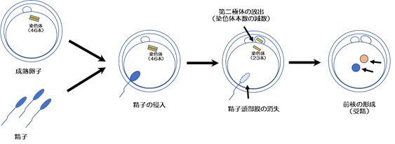 受精の流れ