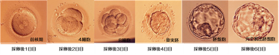胚の成長