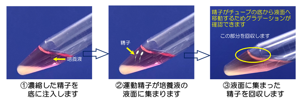 スイムアップ法の手順