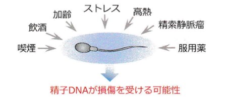 精子のDNAが傷つく原因