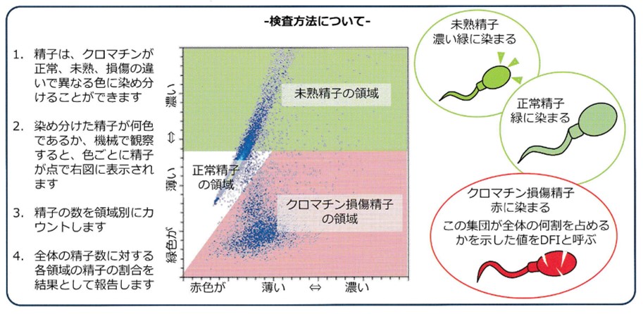 精子クロマチン構造検査（SCSA）の方法