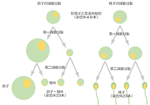 卵子、精子ができるまでの流れ