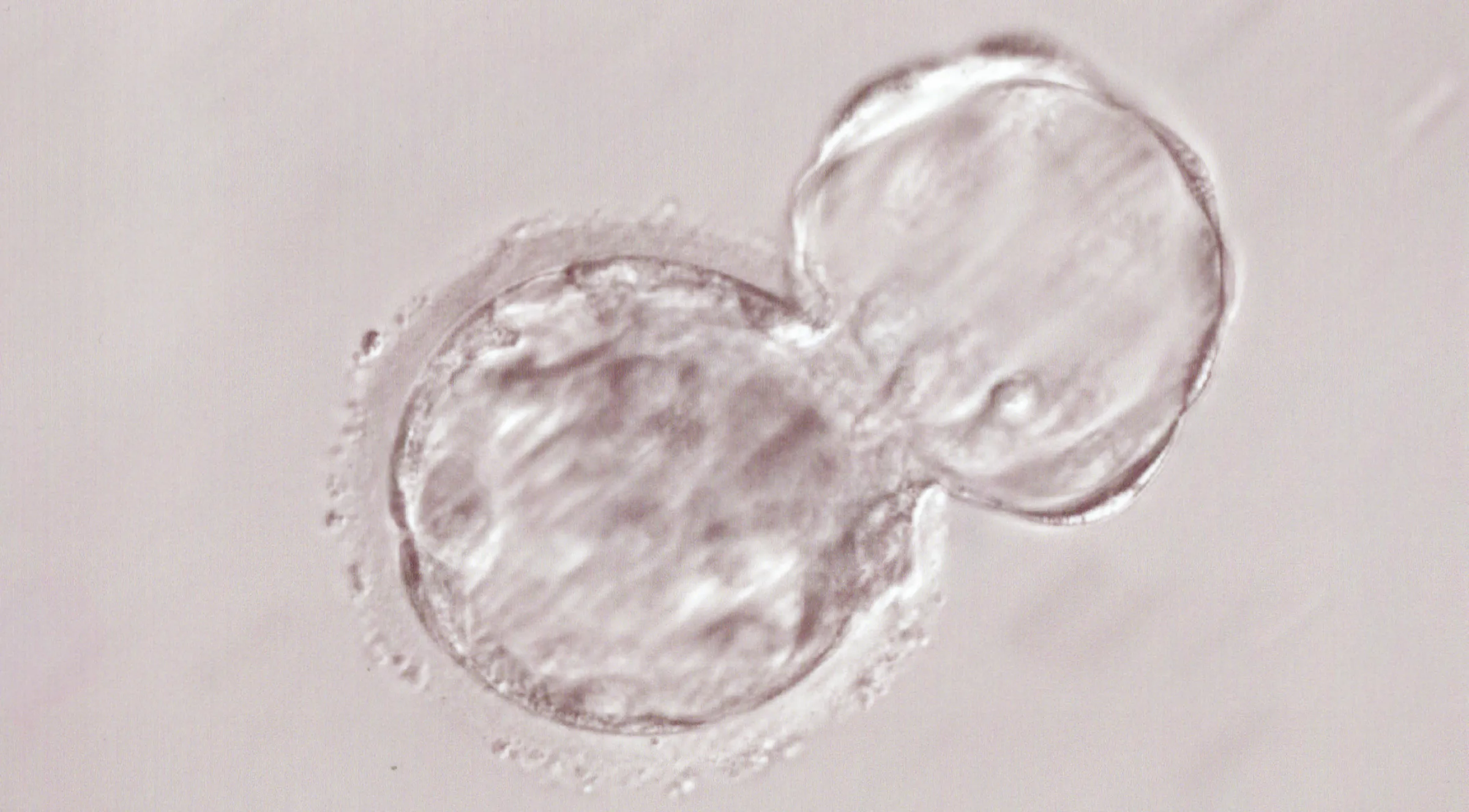 マスクされる画像