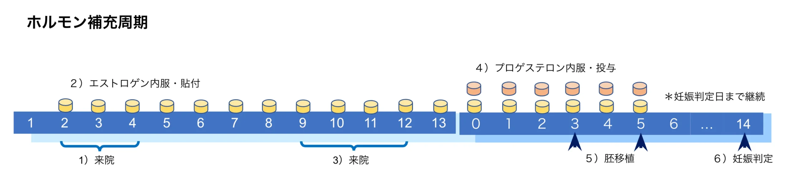 ホルモン補充周期での胚移植の流れ