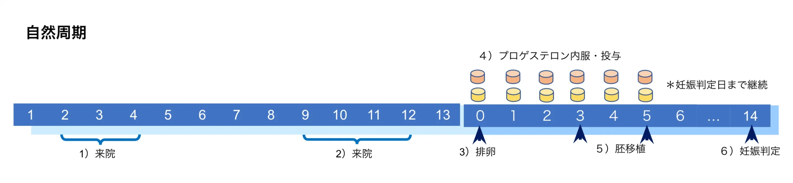 自然周期での胚移植の流れ